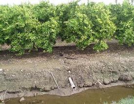 Salidas de drenajes en cultivos de cítricos en la zona de Almenara (Castellón)